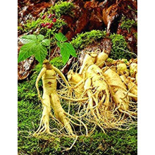 Melon Seeds Vietnam Milk Melon, 20 Pcs Pack, Vegetable And Fruit Seeds For Bonsai, Home And Garden