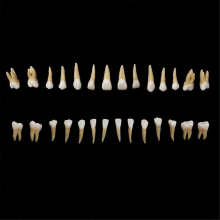 28Pcs Tooth Model 1:1 Permanent Teeth Model Dental Resin Tooth
