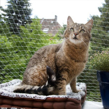3X8M Kattenbalkonbeschermingsnet Mesh Netting Tuinnet Om Te Voorkomen Dat Katten Ontsnappen of van Het Balkon Vallen