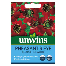 Pheasant's Eye Scarlet Chalice