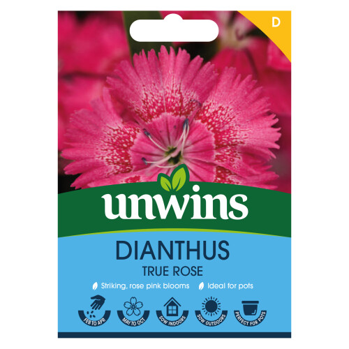 Unwins Dianthus True Rose