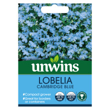 Lobelia Cambridge Blue (Bush)