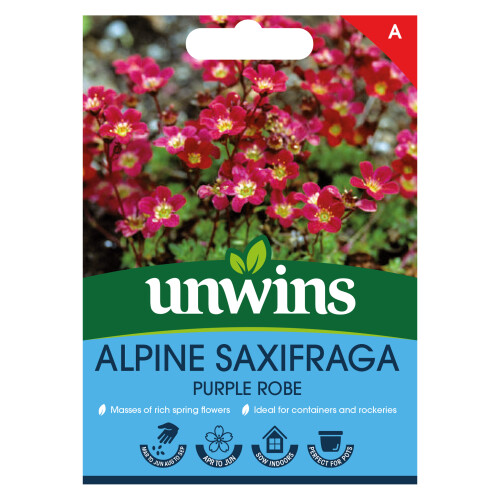 Unwins Alpine Saxifraga Purple Robe