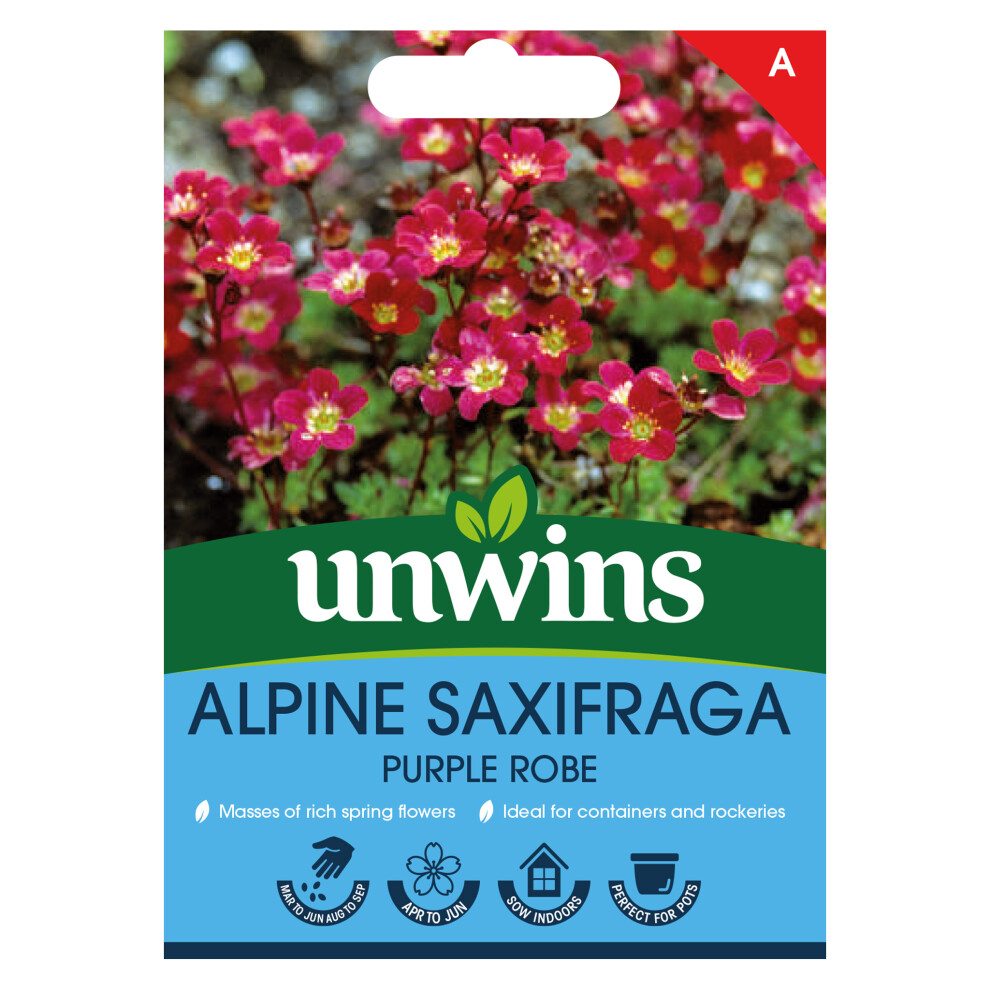 Unwins Alpine Saxifraga Purple Robe
