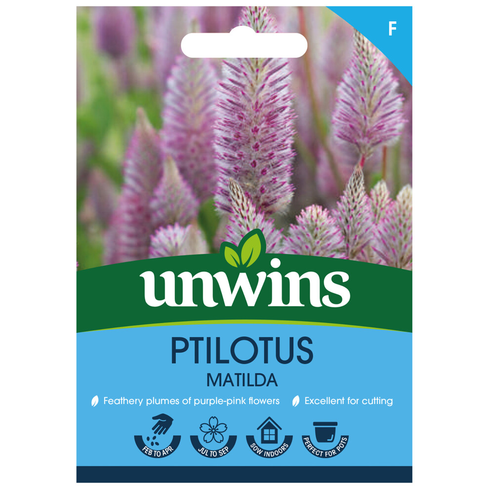 Unwins Ptilotus Matilda Purple/Pink