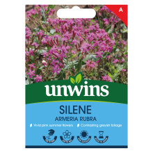 Silene Armeria Rubra