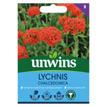 Lychnis Chalcedonica