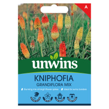 Kniphofia Grandiflora Mix