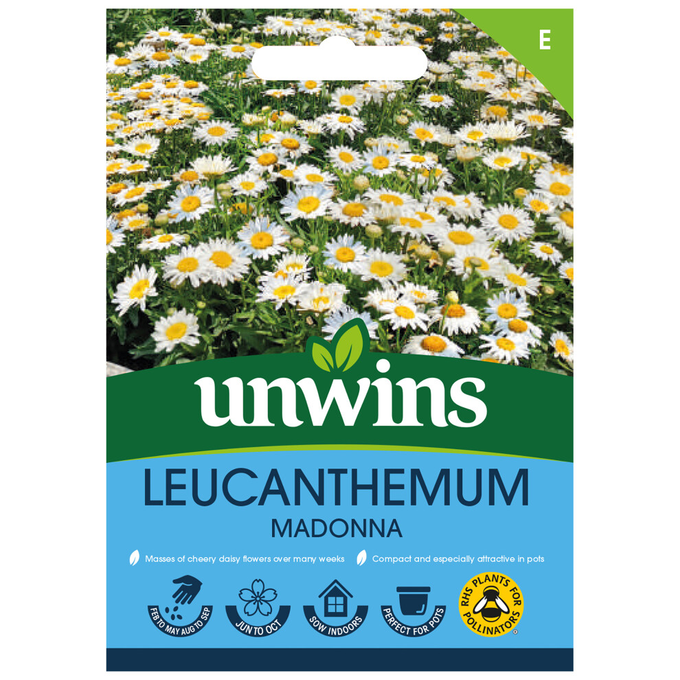 Unwins Leucanthemum Madonna