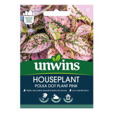 Houseplant Hypoestes Polka Dot Plant Pink
