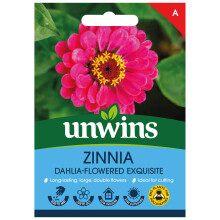Zinnia Dahlia-flowered Exquisite