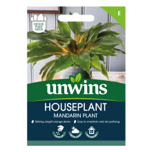 Houseplant Mandarin Plant (Chlorophytum Orchidastrum)