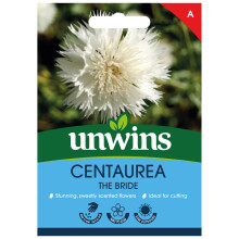 Centaurea The Bride