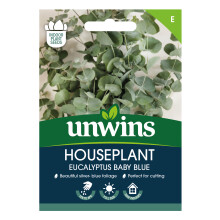 Houseplant Eucalyptus Baby Blue
