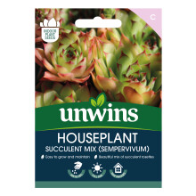 Houseplant Succulent Mix (Sempervivum)