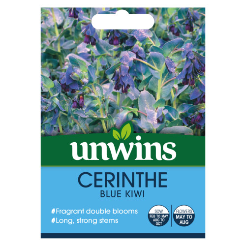 Unwins Cerinthe Blue Kiwi
