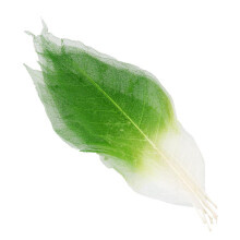 50Pcs Natural Magnolia Skeleton Leaf Leaves Card Scrapbook - Green+Whi
