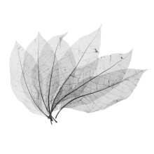 50Pcs Natural Magnolia Skeleton Leaf Leaves Card Scrapbook - Black