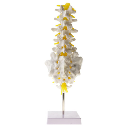 1:1 Human 5 Lumbar Vertebrae Model Statue Science Learning Tool Toy Su