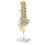 1:1 Human 5 Lumbar Vertebrae Model Statue Science Learning Tool Toy Su 2