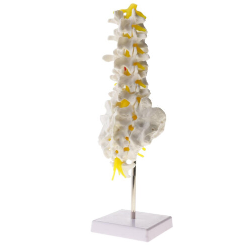 1:1 Human 5 Lumbar Vertebrae Model Statue Science Learning Tool Toy Su 1