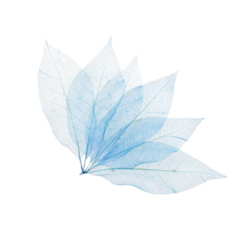 50Pcs Natural Magnolia Skeleton Leaf Leaves Card Scrapbook - Blue 1