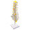 1:1 Human 5 Lumbar Vertebrae Model Statue Science Learning Tool Toy Su 3