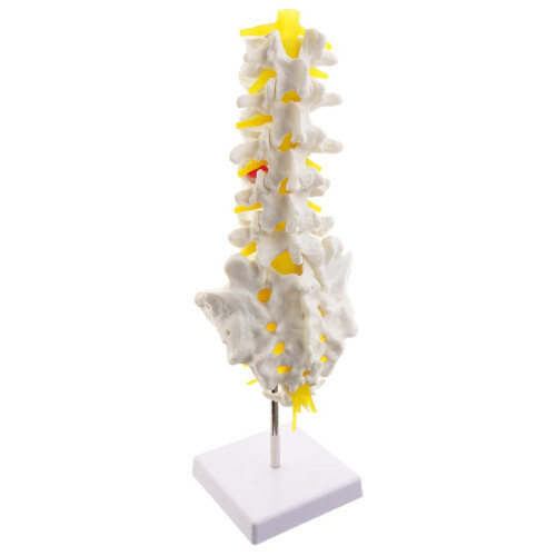 1:1 Human 5 Lumbar Vertebrae Model Statue Science Learning Tool Toy Su 2