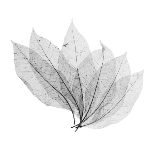 50Pcs Natural Magnolia Skeleton Leaf Leaves Card Scrapbook - Black 2