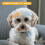 10St Kleine Pet Haarclips Gemaakt Van Polyester En Plastic 7