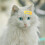 10St Kleine Pet Haarclips Gemaakt Van Polyester En Plastic 6