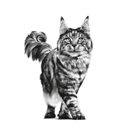 Royal Canin Royal Canin Veterinary Feline Urinary 1.5kg 2