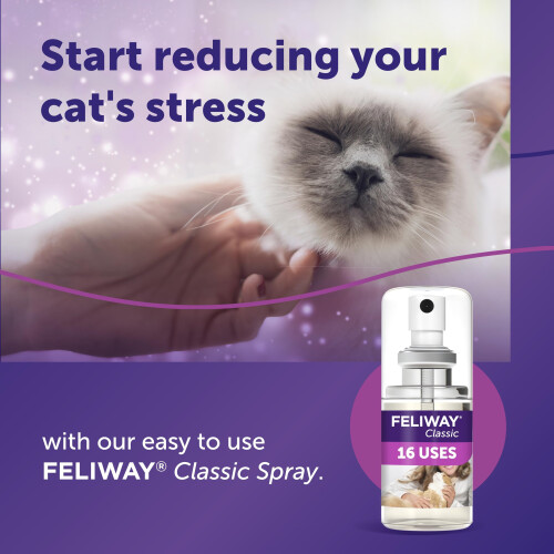 Feliway FELIWAY Classic Cat Calming Odourless Spray, 20ml - Comforts Cats at H 2