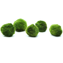 k2aqua 5 Marimo Moss Balls, Always Fresh Live Aquarium Plant, Cladopho