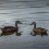 Copdock Mill Plain Wheat Discs Duck Feed 15kg – Complimentary Floating 6