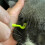 HouChanges 3Pcs Tick Remover Tool,Painlessly Tick for Dogs Cats and Hu 4
