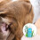 Wahl Wahl Easy Ear Cleanser, Ear Cleaner Solution for Pets, Easy Ear Cleani 6