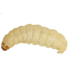 UINCLU Waxworms 50 Pack (15g) - Reptile, Bird, Small Mammal - Pets - P