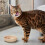 thrive Cat 100% COMPLETE - KITTEN CHICKEN (pack of 12) 4