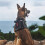 OneTigris Tactical Dog Harness - Fire Watcher Comfortable Patrol Vest 4