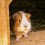 Extra Select Guinea Pig Nuggets - Dry Pellets with Vitamin C Small Ani 2