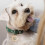 Personalised Engraved Dog Tags for Pets UK Prime, Double Side Stainles 6