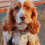 Personalised Engraved Dog Tags for Pets UK Prime, Double Side Stainles 4