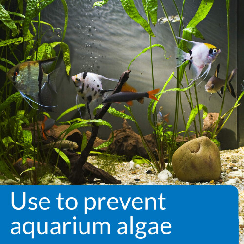 API Prevent Algae Aquarium Algae Control Solution, 237 ml Bottle 1