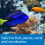 API Prevent Algae Aquarium Algae Control Solution, 237 ml Bottle 6