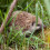 Extra Select Premium Hedgehog Dinner: Nutrient-Rich Dry Hedgehog Food 3