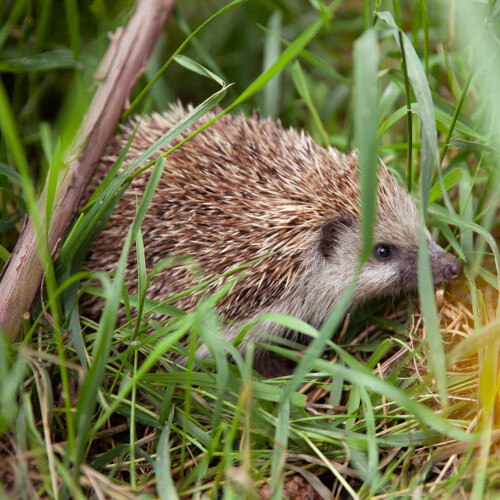 Extra Select Premium Hedgehog Dinner: Nutrient-Rich Dry Hedgehog Food 2