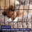 DogCrates+ Small Foldable Dog Crate with 2 Doors, Non-Chew Plastic Rem 6