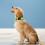 LZGOPE Reflective Dog Collar, Adjustable Soft Neoprene Padded Nylon Pe 2