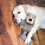KONG KONG Wild Knots Bear X-Large (2 Pack) 2